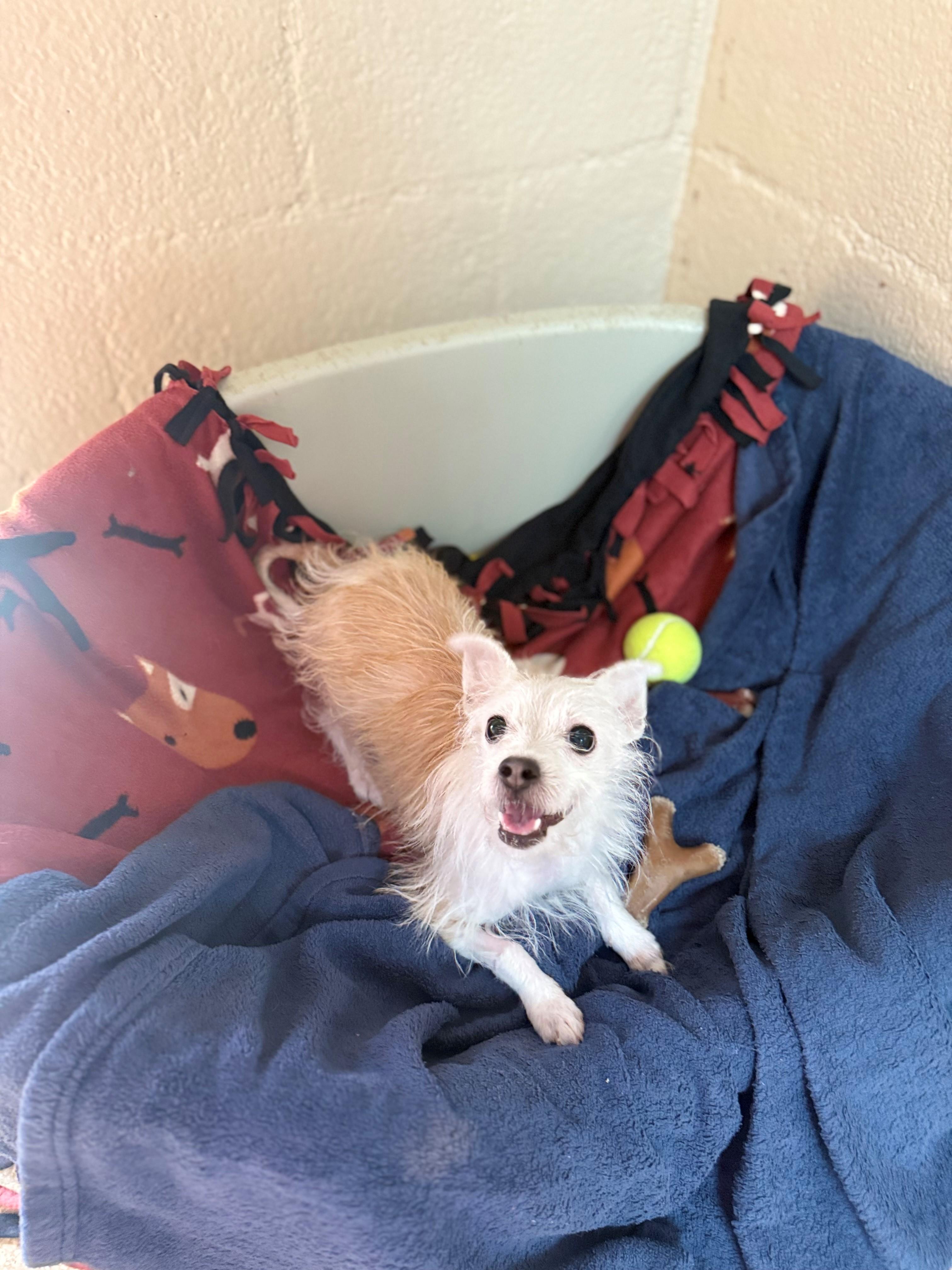 Picosa, Adoptable, Young Female Terrier & Chihuahua.