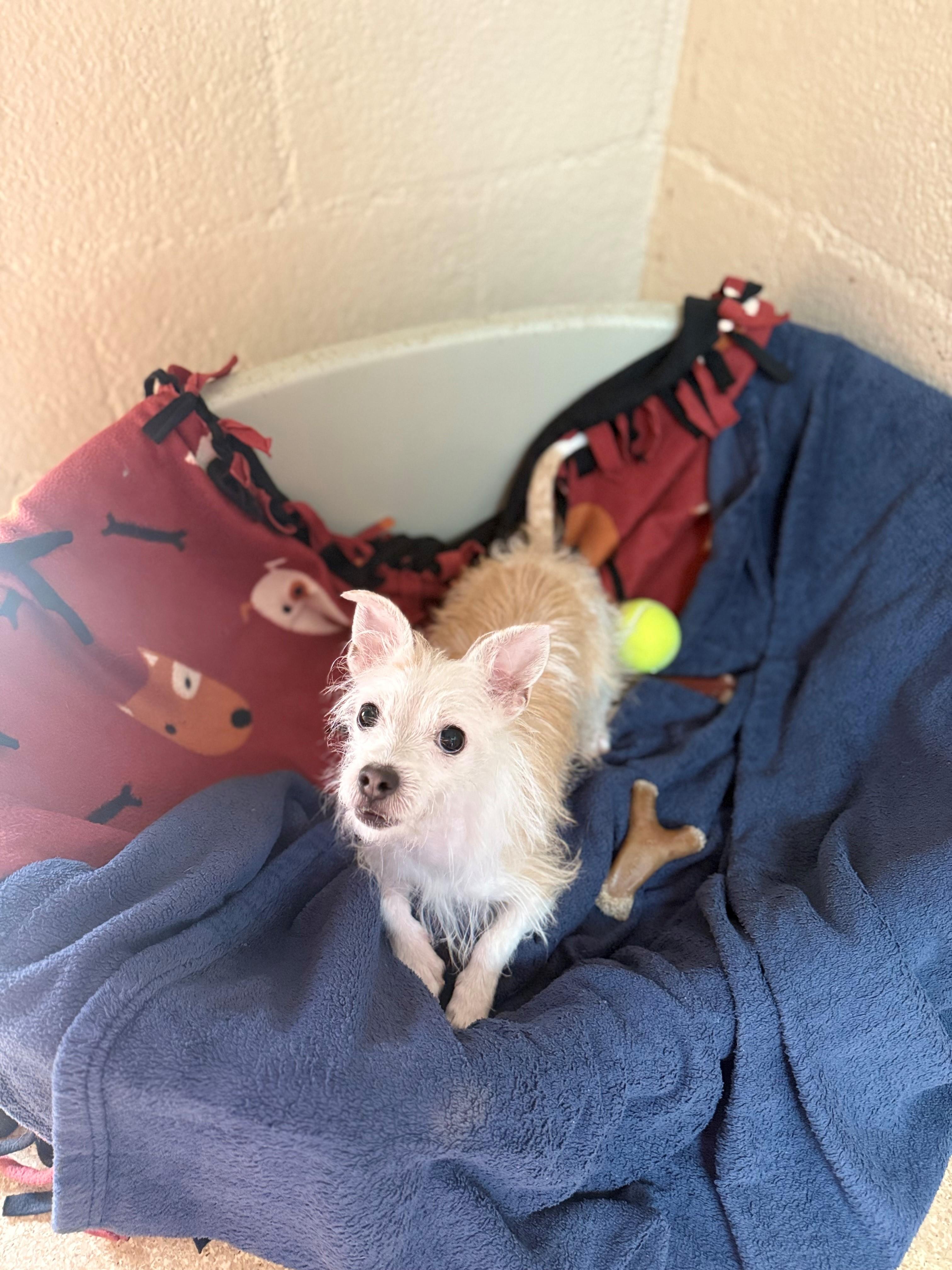 Enlarge Picosa, a Adoptable mixed breed in Laguna Beach, CA image 2/3