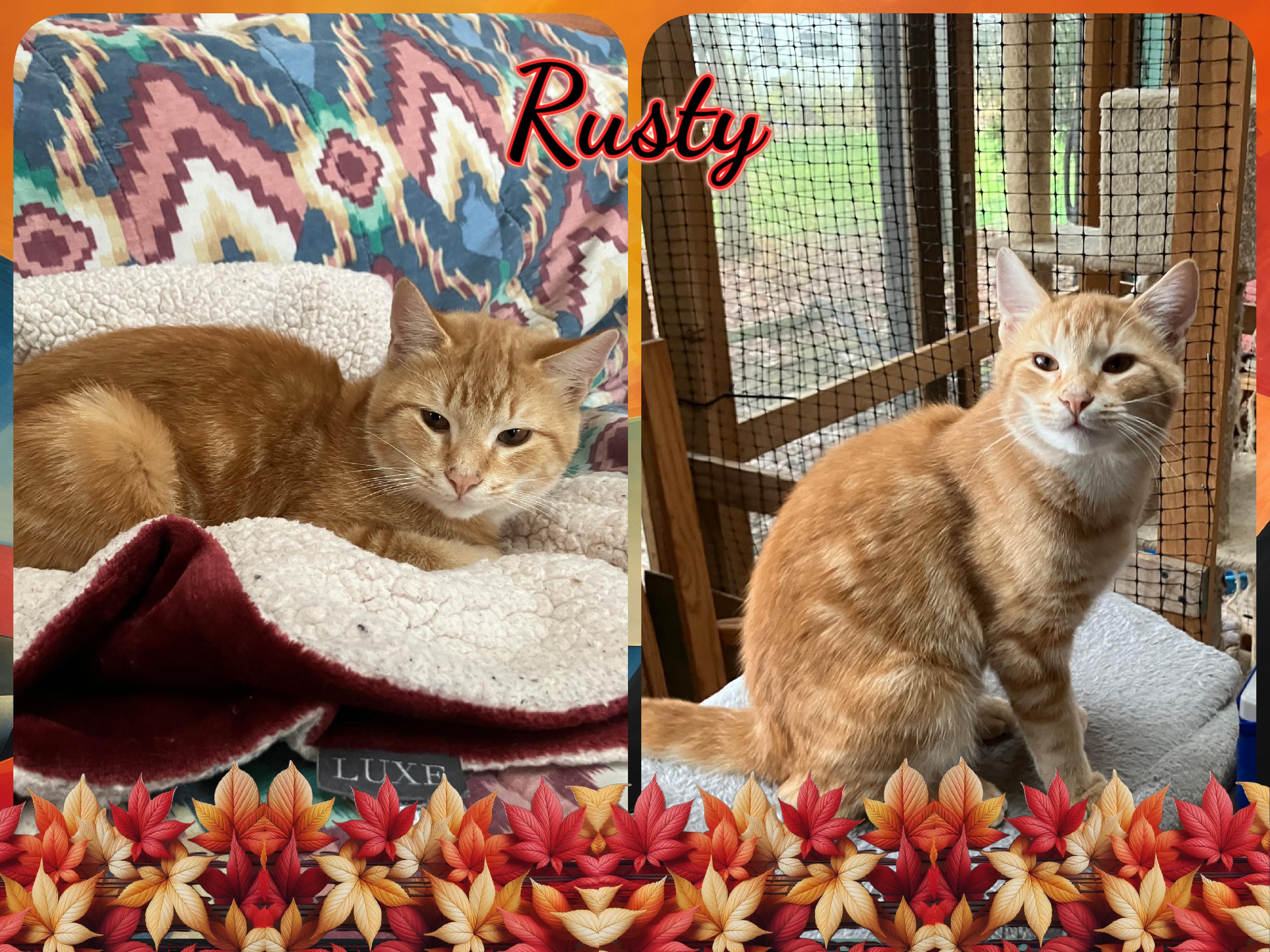 Rusty, Adoptable, Young Male Domestic Short Hair.