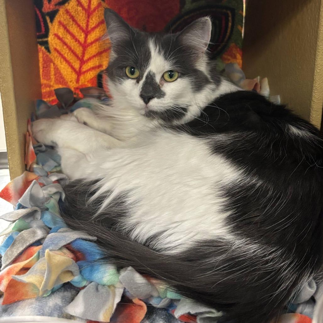Moon, Adoptable, Adult Female Domestic Medium Hair.