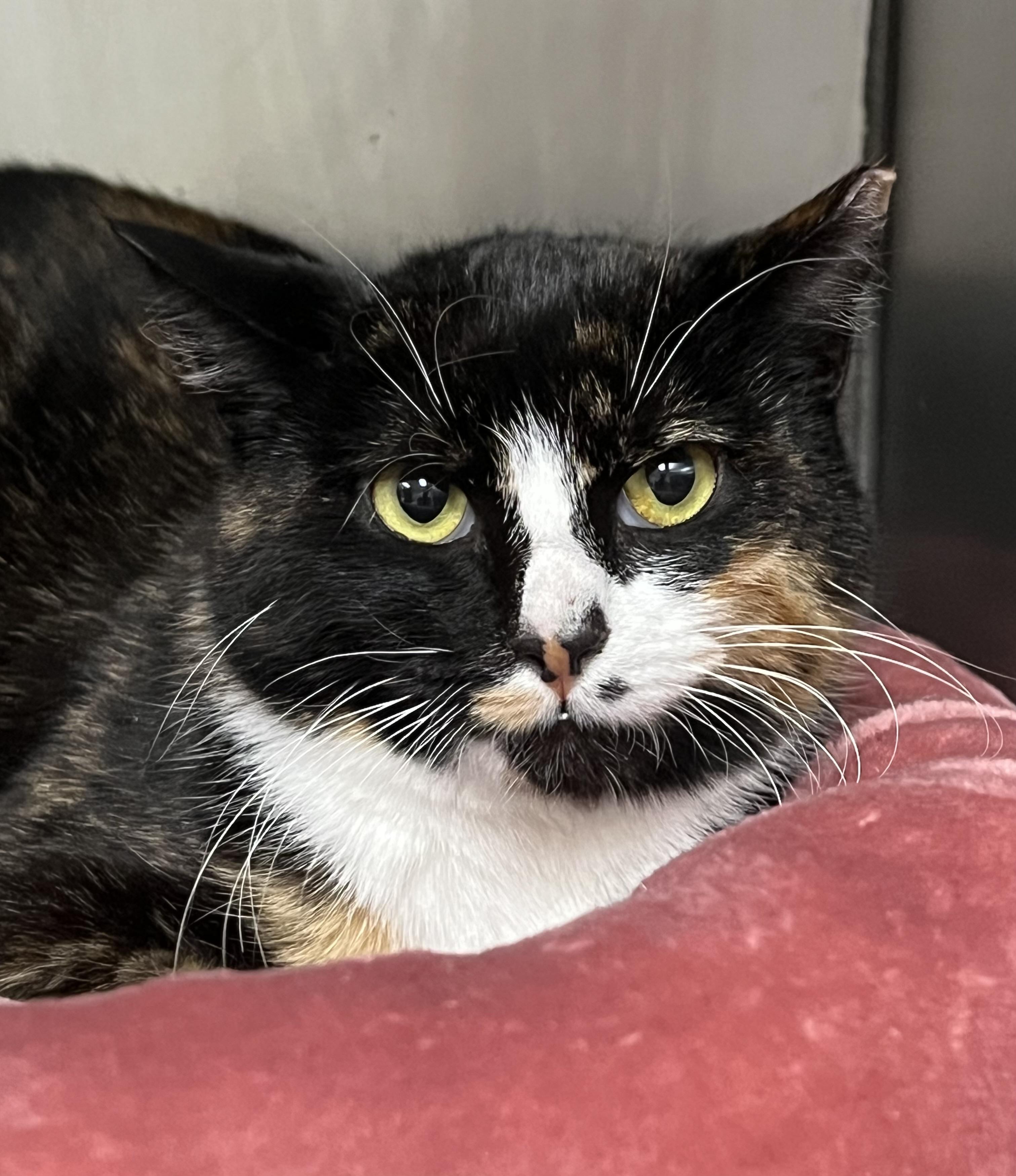 Enlarge Tessa, a ADOPTABLE Domestic Short Hair in Johnston, RI image 2/6