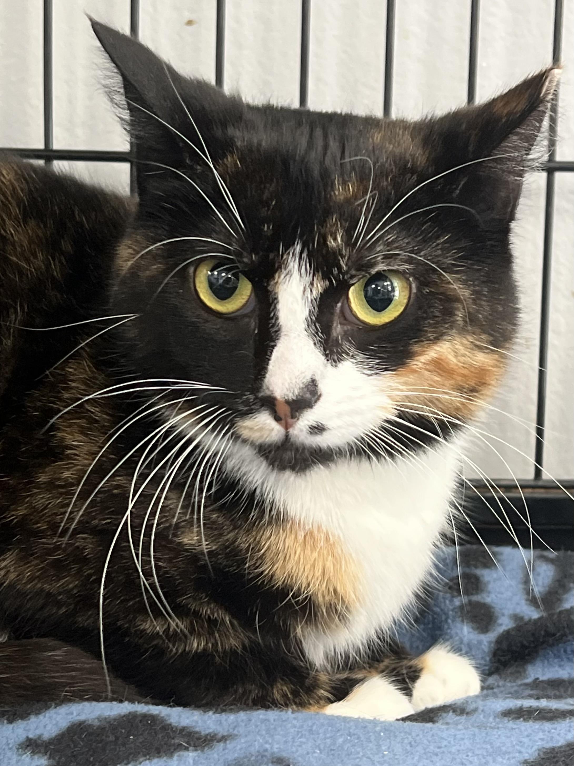 Enlarge Tessa, a ADOPTABLE Domestic Short Hair in Johnston, RI image 5/6