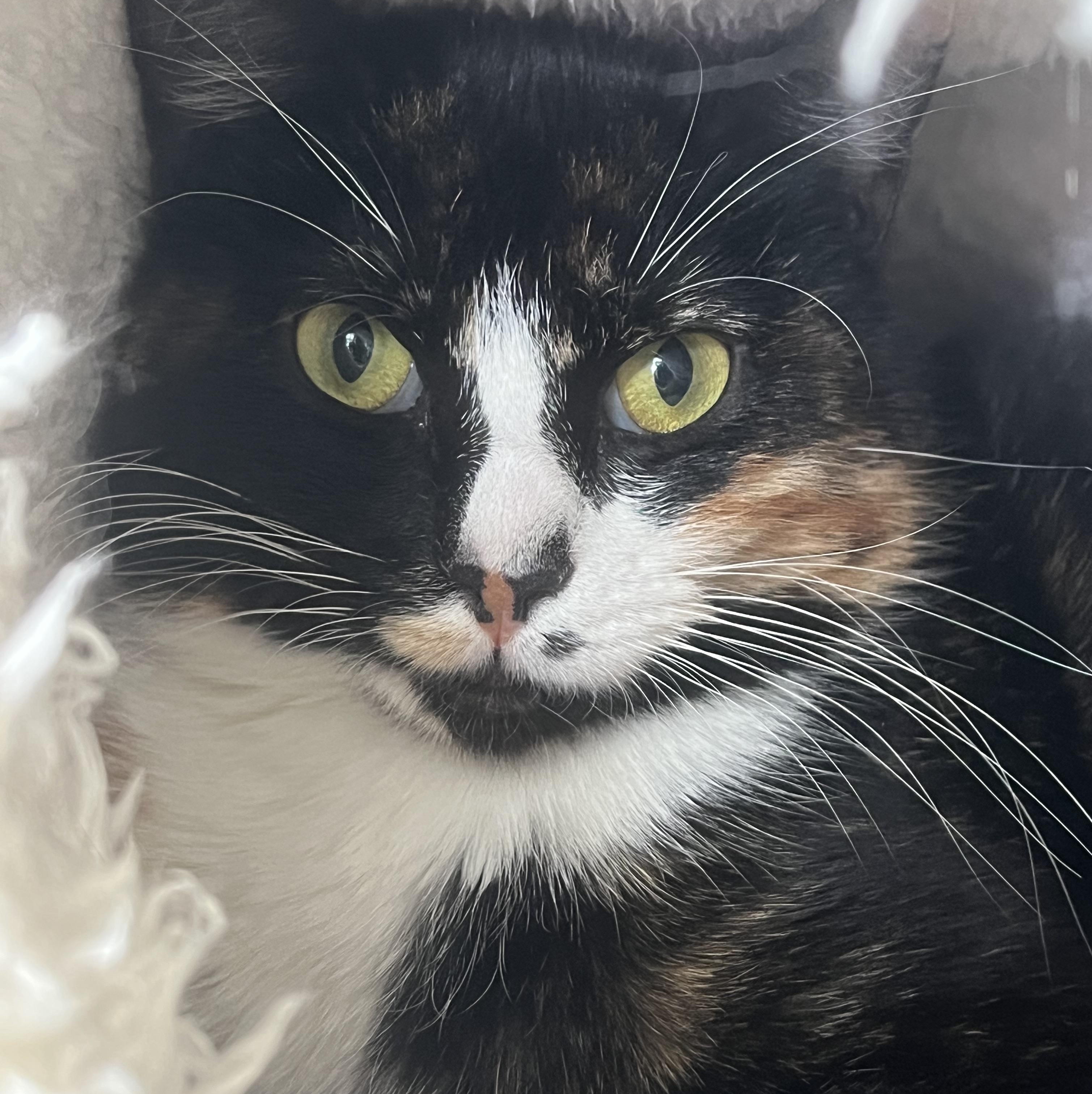 Enlarge Tessa, a ADOPTABLE Domestic Short Hair in Johnston, RI image 3/6