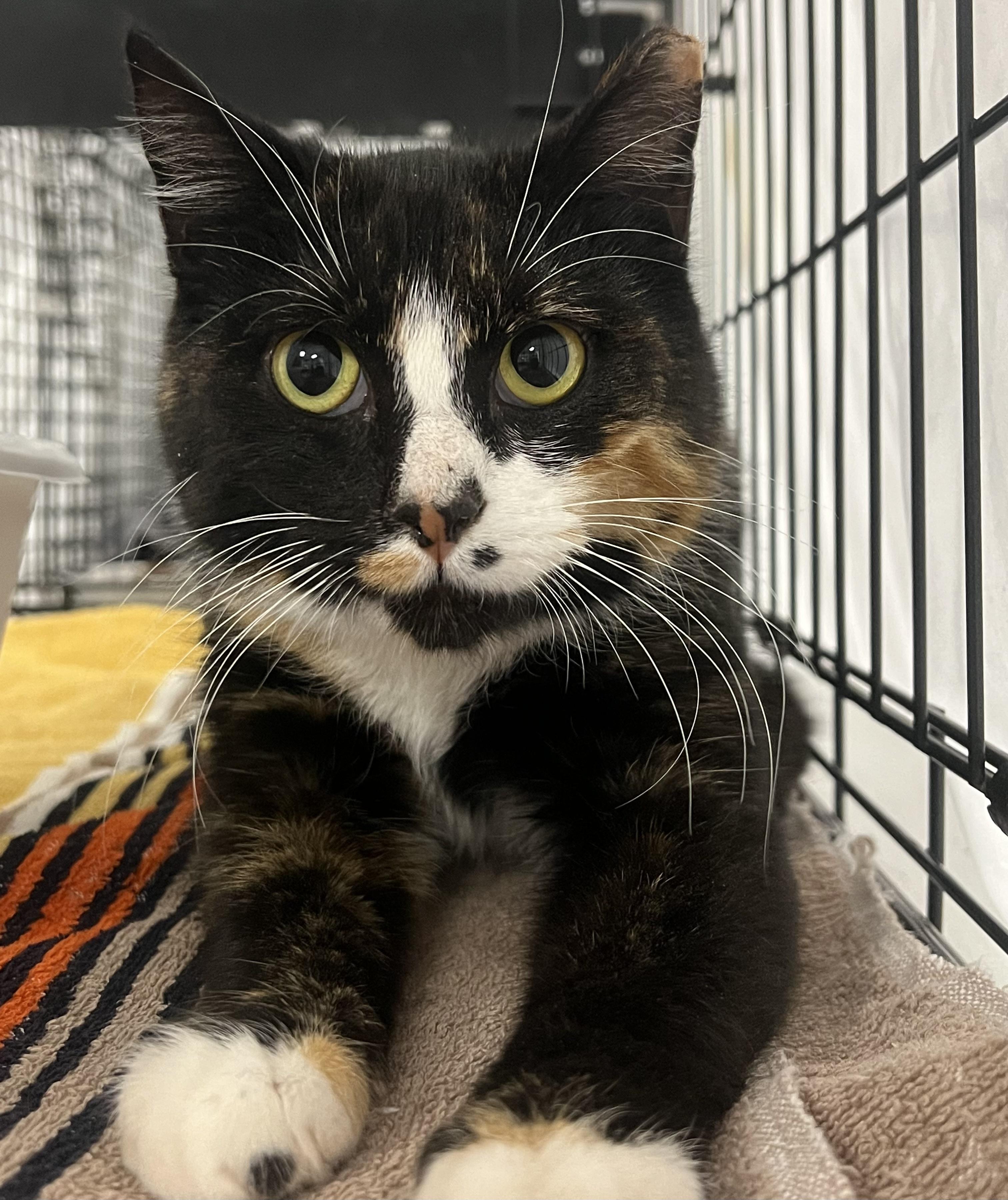 Enlarge Tessa, a ADOPTABLE Domestic Short Hair in Johnston, RI image 4/6