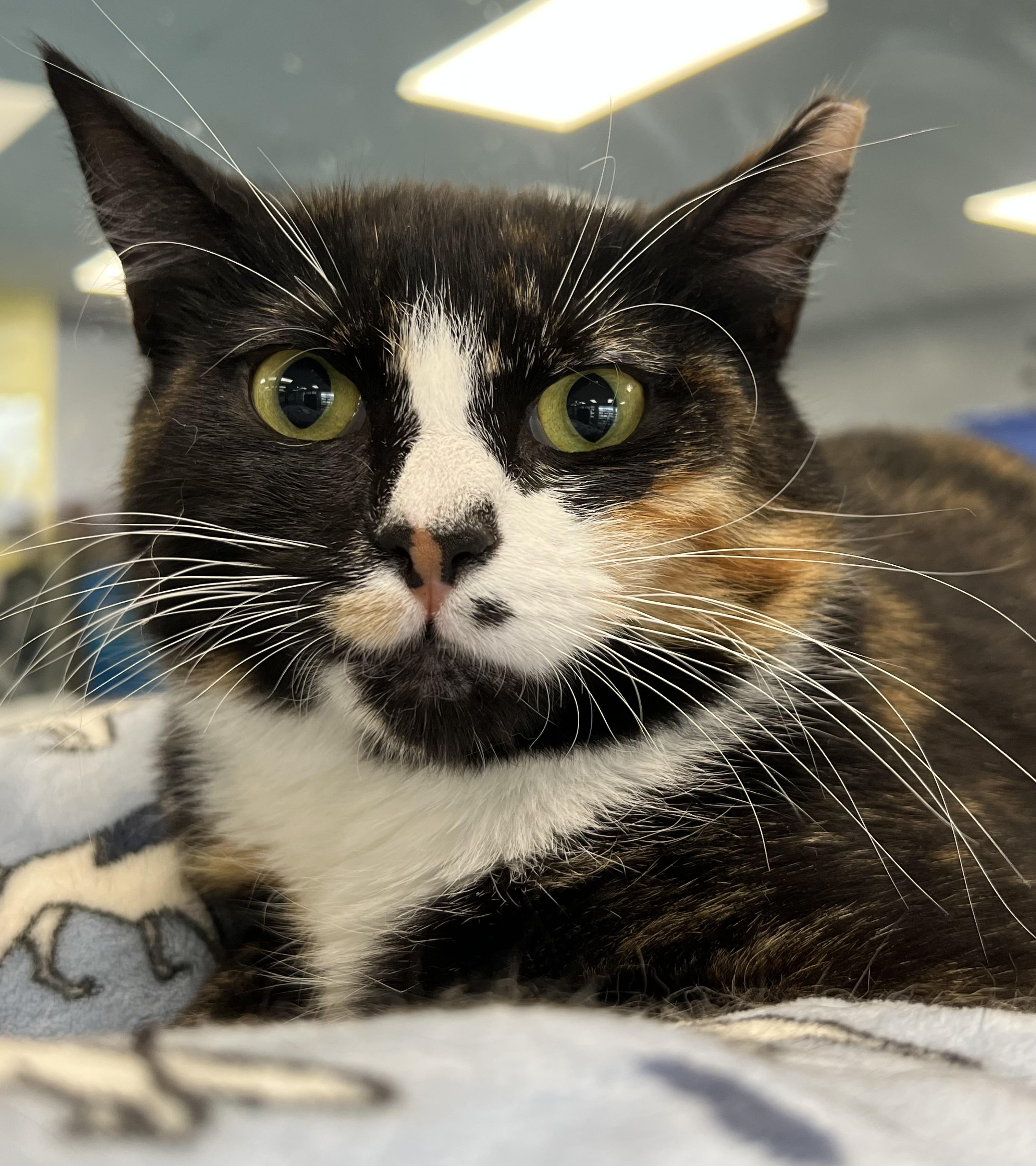 Enlarge Tessa, a ADOPTABLE Domestic Short Hair in Johnston, RI image 6/6