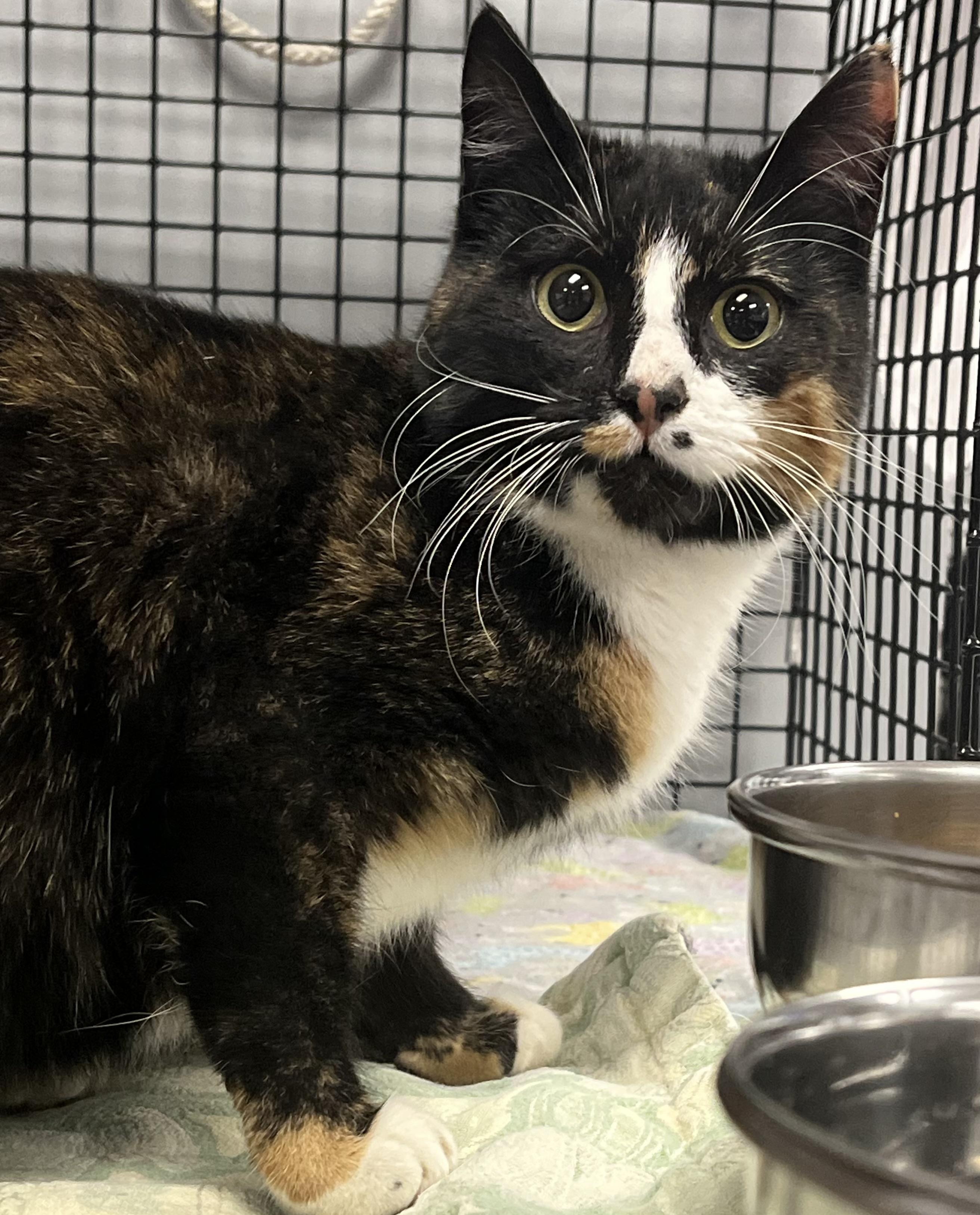 Enlarge Tessa, a ADOPTABLE Domestic Short Hair in Johnston, RI image 6/6