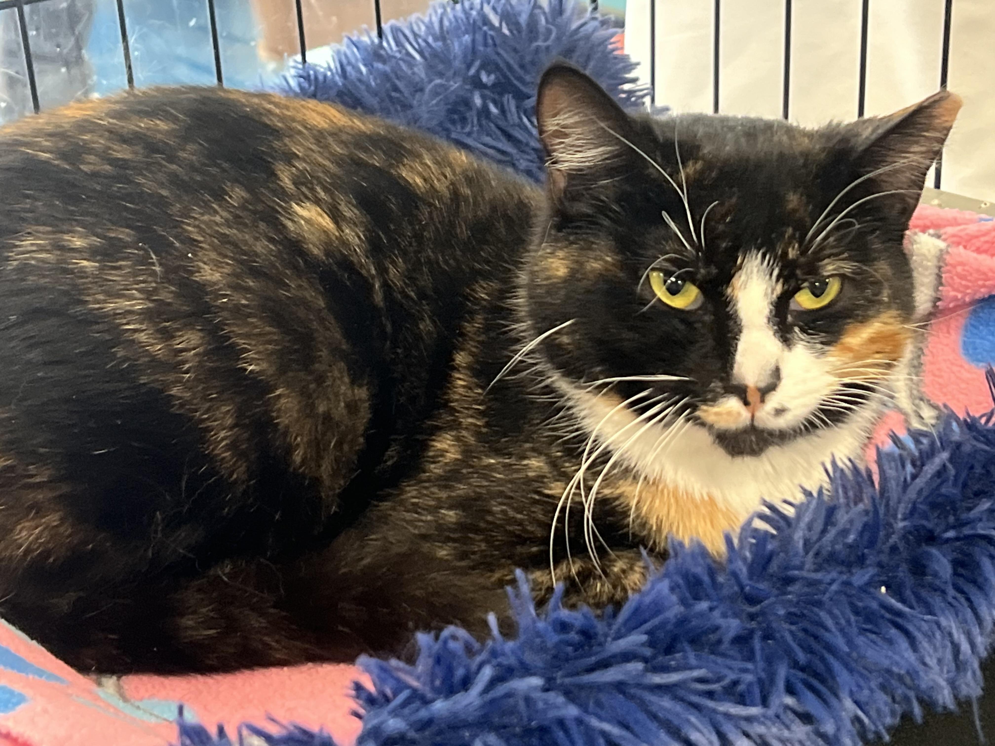 Enlarge Tessa, a ADOPTABLE Domestic Short Hair in Johnston, RI image 3/6