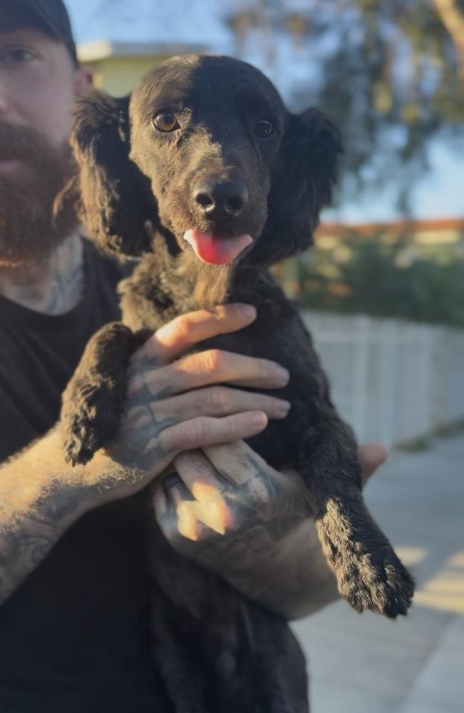 Enlarge Sisu, a Adoptable mixed breed in ventura, CA image 1/1