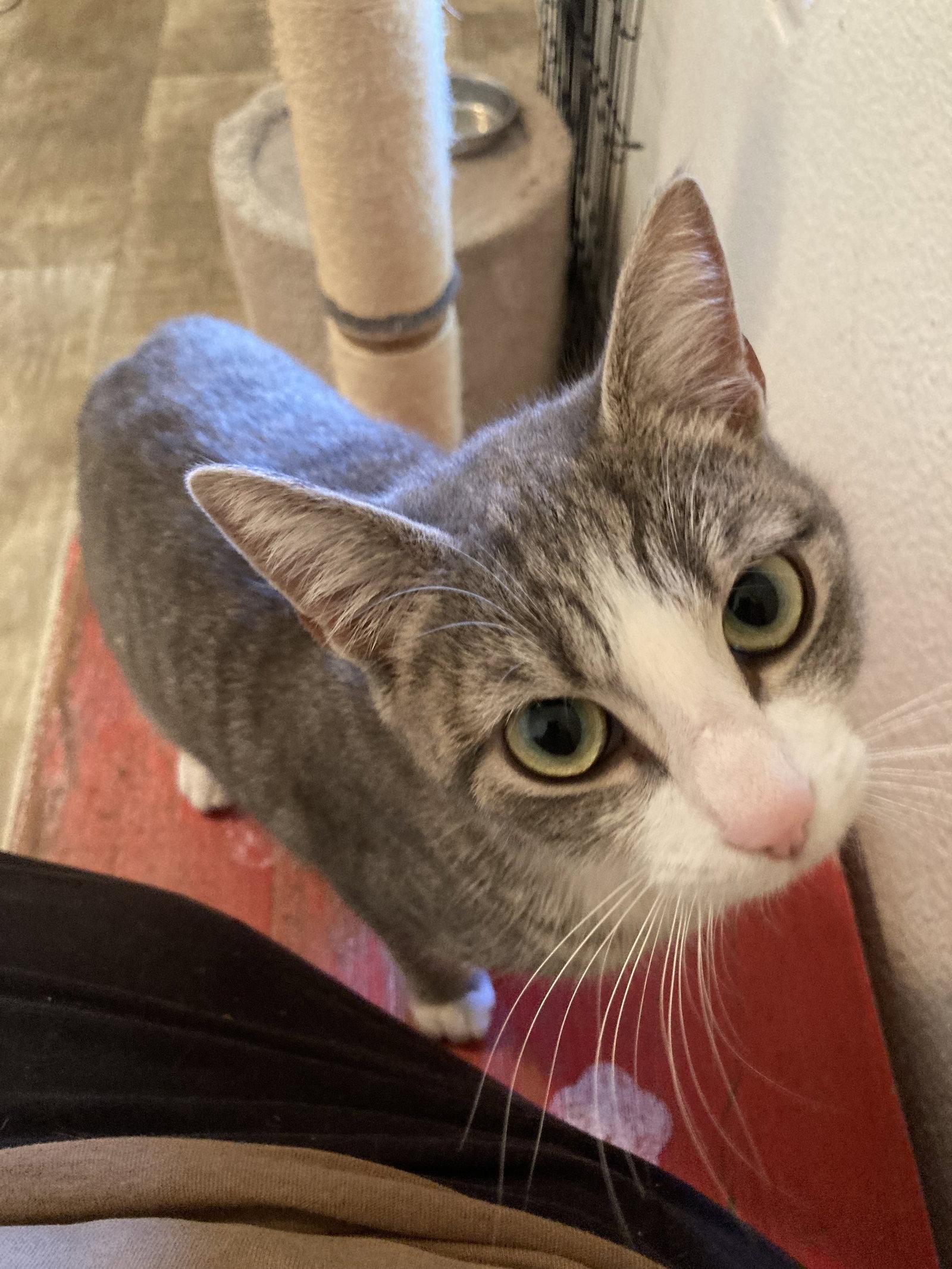 La Nina, Adoptable, Young Female Domestic Short Hair & Tabby.
