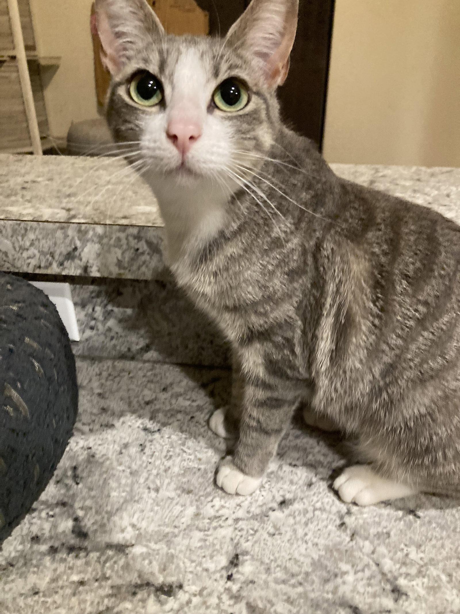 La Nina, a Adoptable mixed breed in San Diego, CA image 2/3