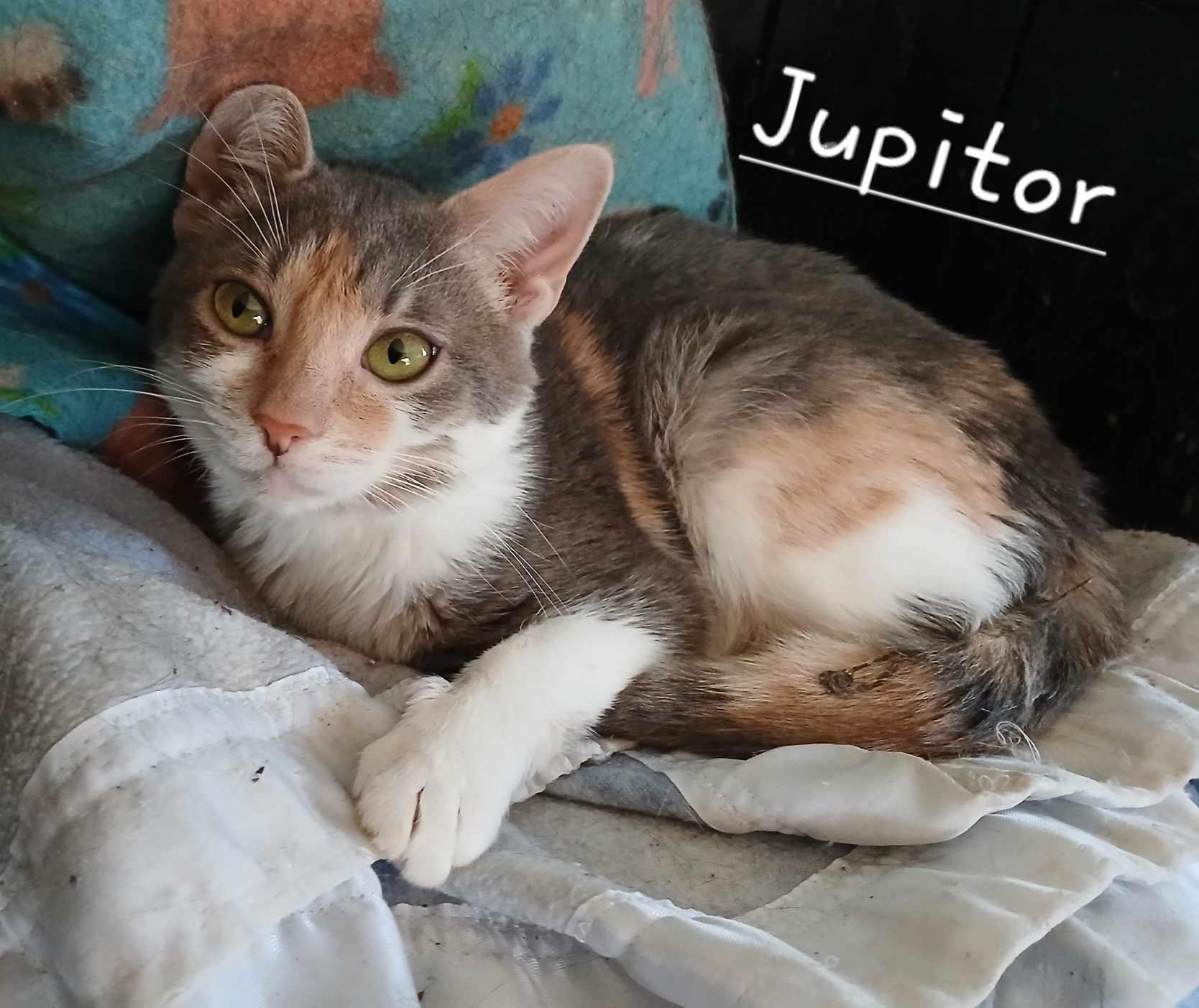 Jupiter, Adult Female unknown