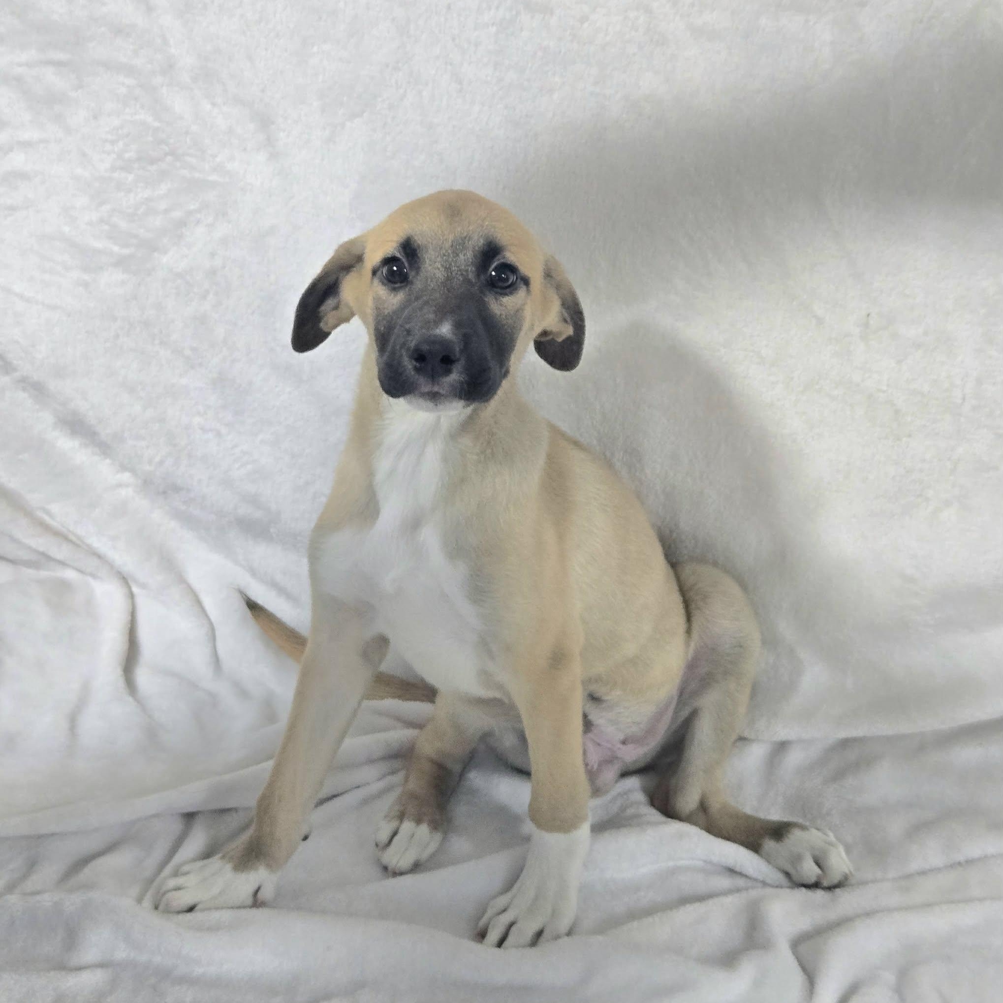 Enlarge Punk, a ADOPTABLE Mixed Breed in Woolwich, ME image 6/6