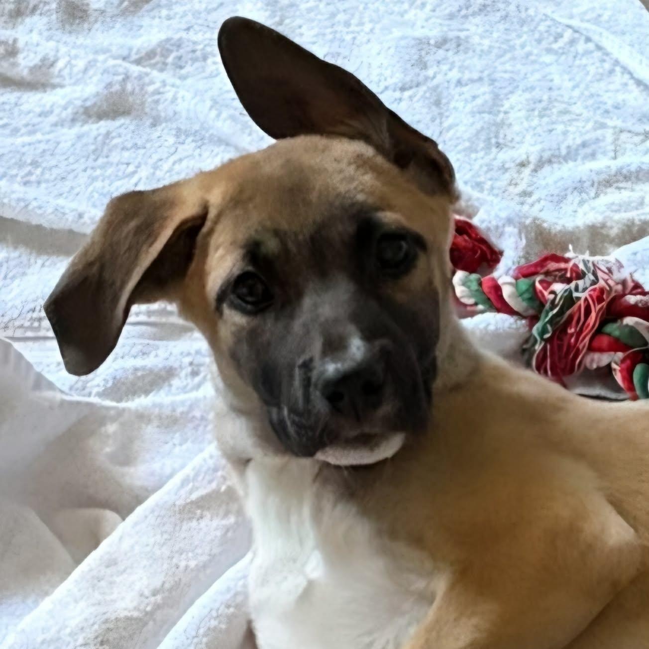 Enlarge Punk, a ADOPTABLE Mixed Breed in Woolwich, ME image 3/6