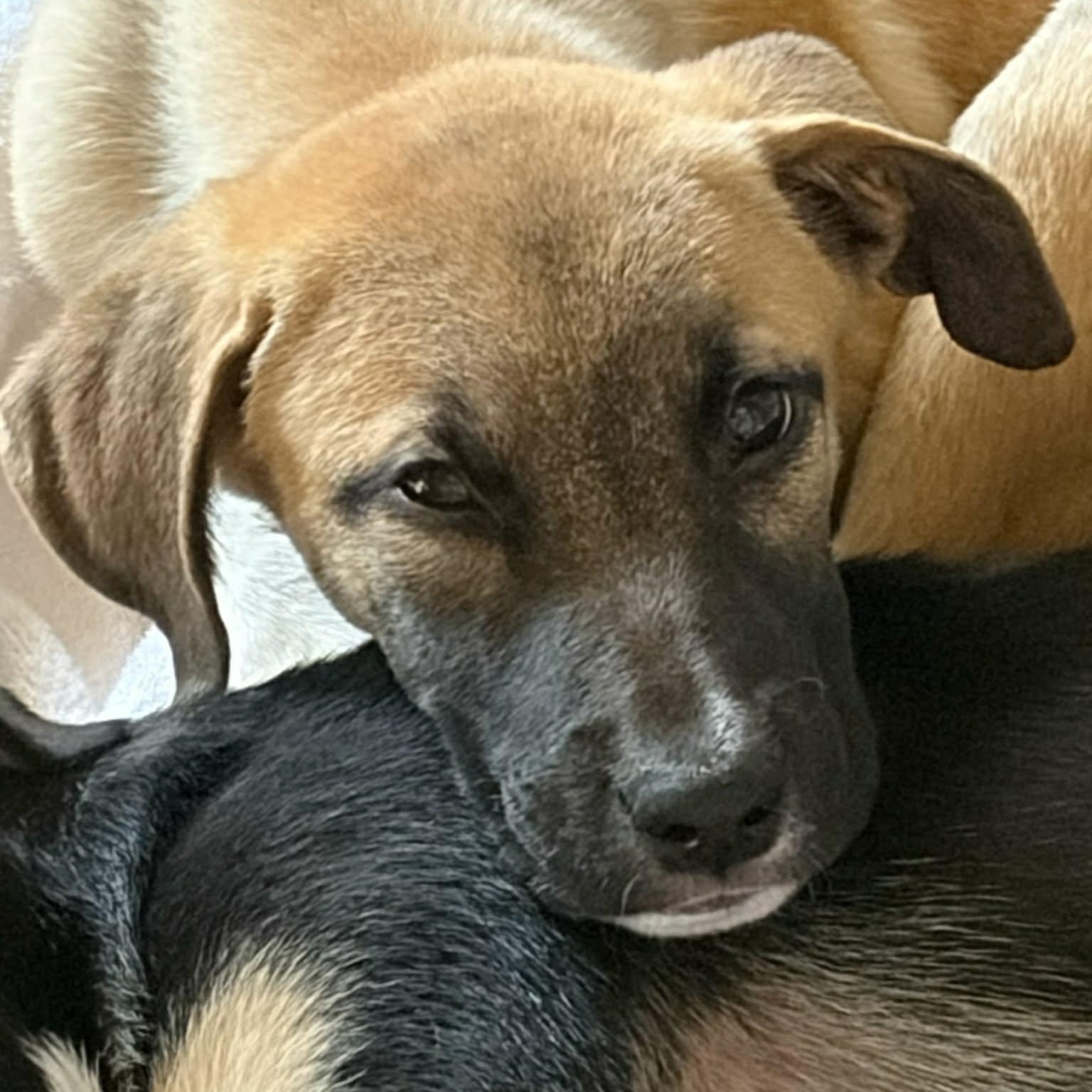 Enlarge Punk, a ADOPTABLE Mixed Breed in Woolwich, ME image 5/6