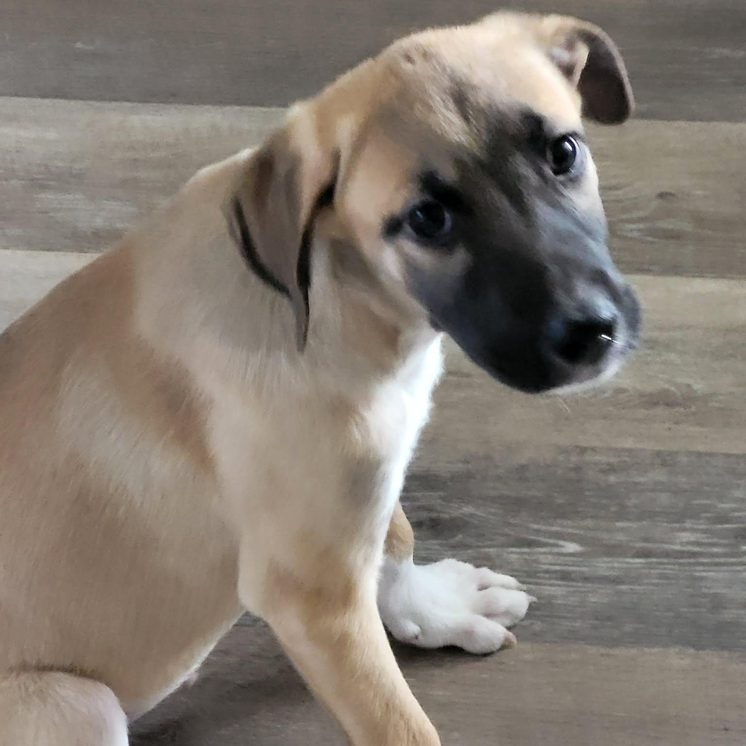 Enlarge Punk, a ADOPTABLE Mixed Breed in Woolwich, ME image 2/6