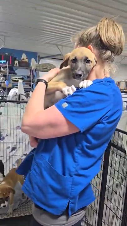 Enlarge Punk, a ADOPTABLE Mixed Breed in Woolwich, ME video 4/6