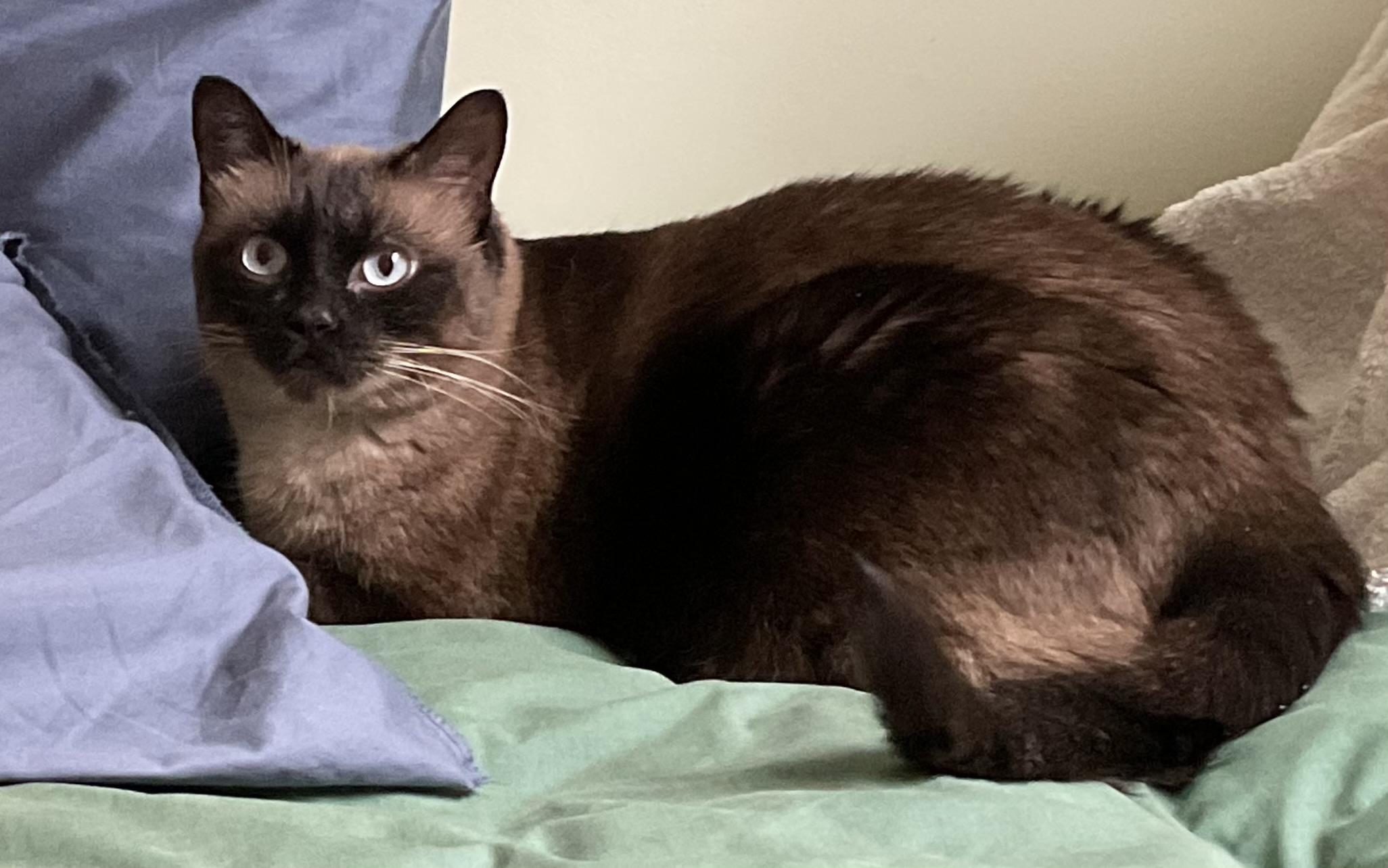 Enlarge Zoey, a Adoptable Siamese in Saanichton, BC image 2/5