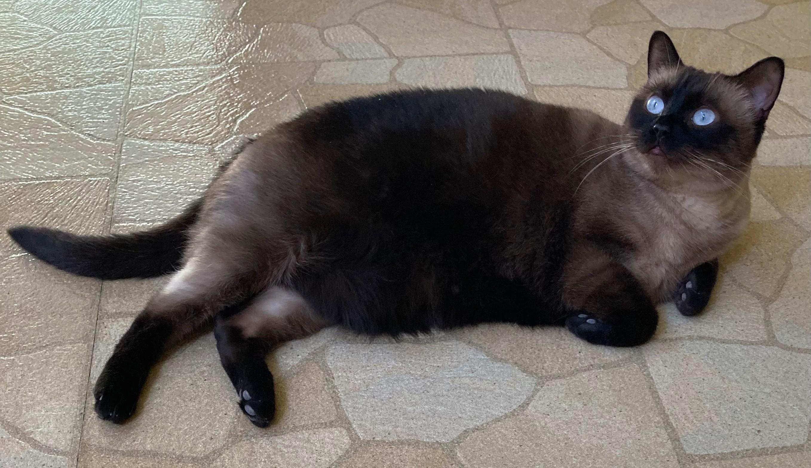 Enlarge Zoey, a Adoptable Siamese in Saanichton, BC image 3/5