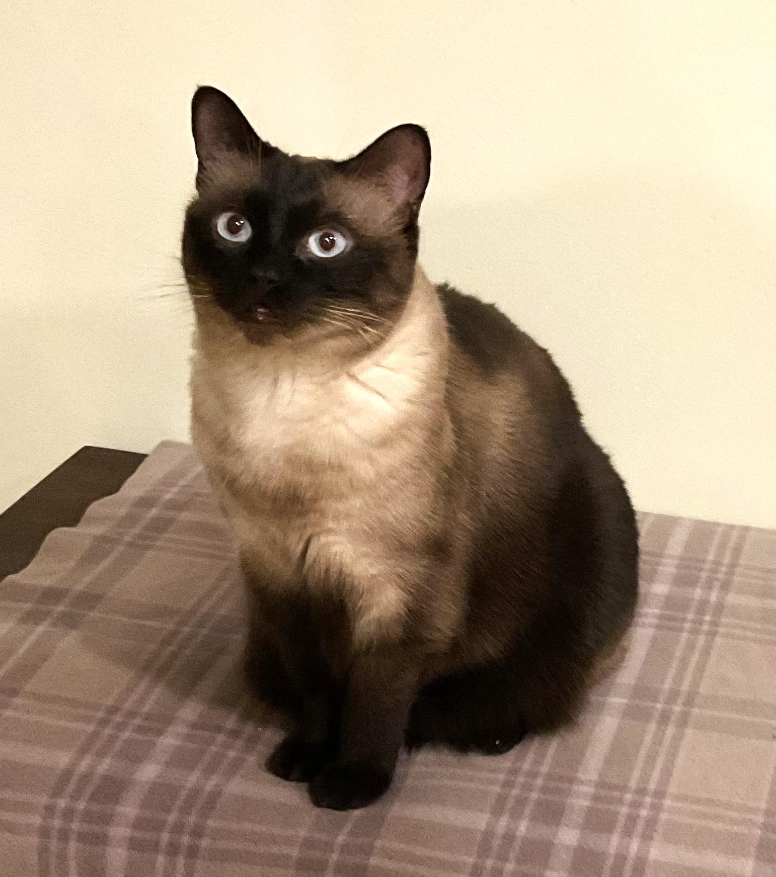 Enlarge Zoey, a Adoptable Siamese in Saanichton, BC image 1/5