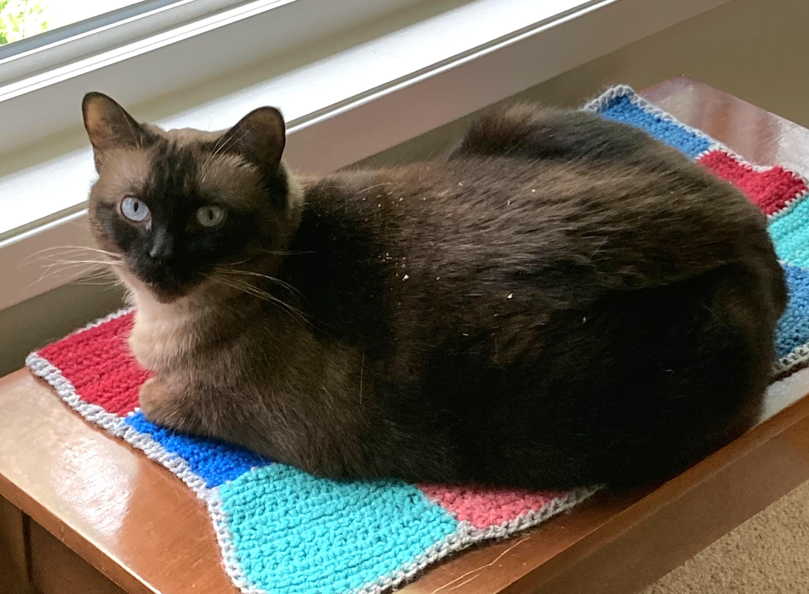 Enlarge Zoey, a Adoptable Siamese in Saanichton, BC image 5/5