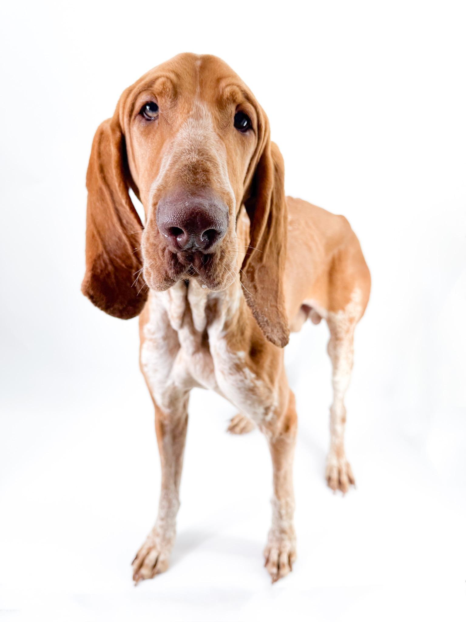 Enlarge Cicero, a ADOPTABLE Bracco Italiano in Scottsdale, AZ image 2/5