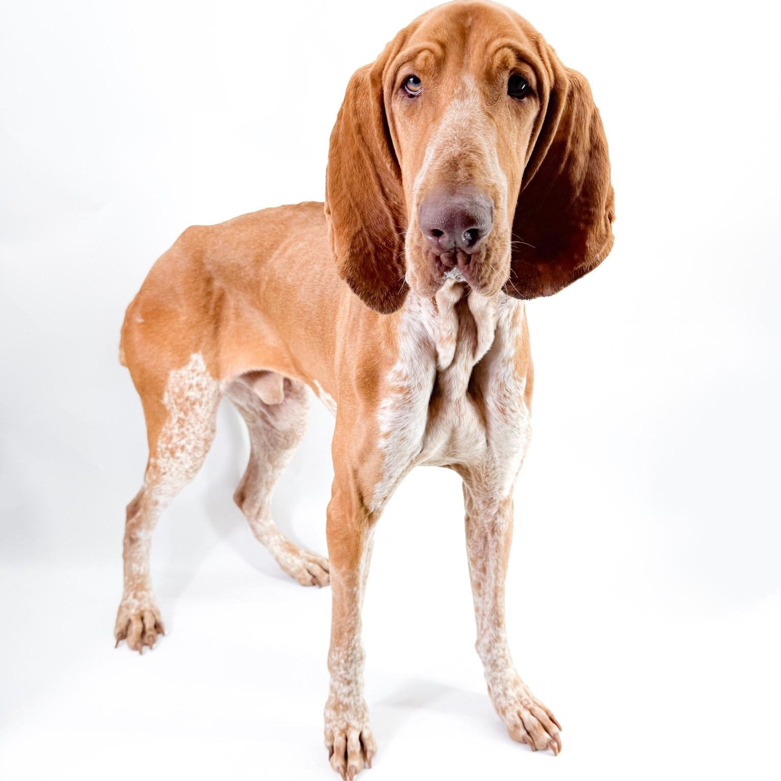 Cicero, ADOPTABLE, Young Male Bracco Italiano.