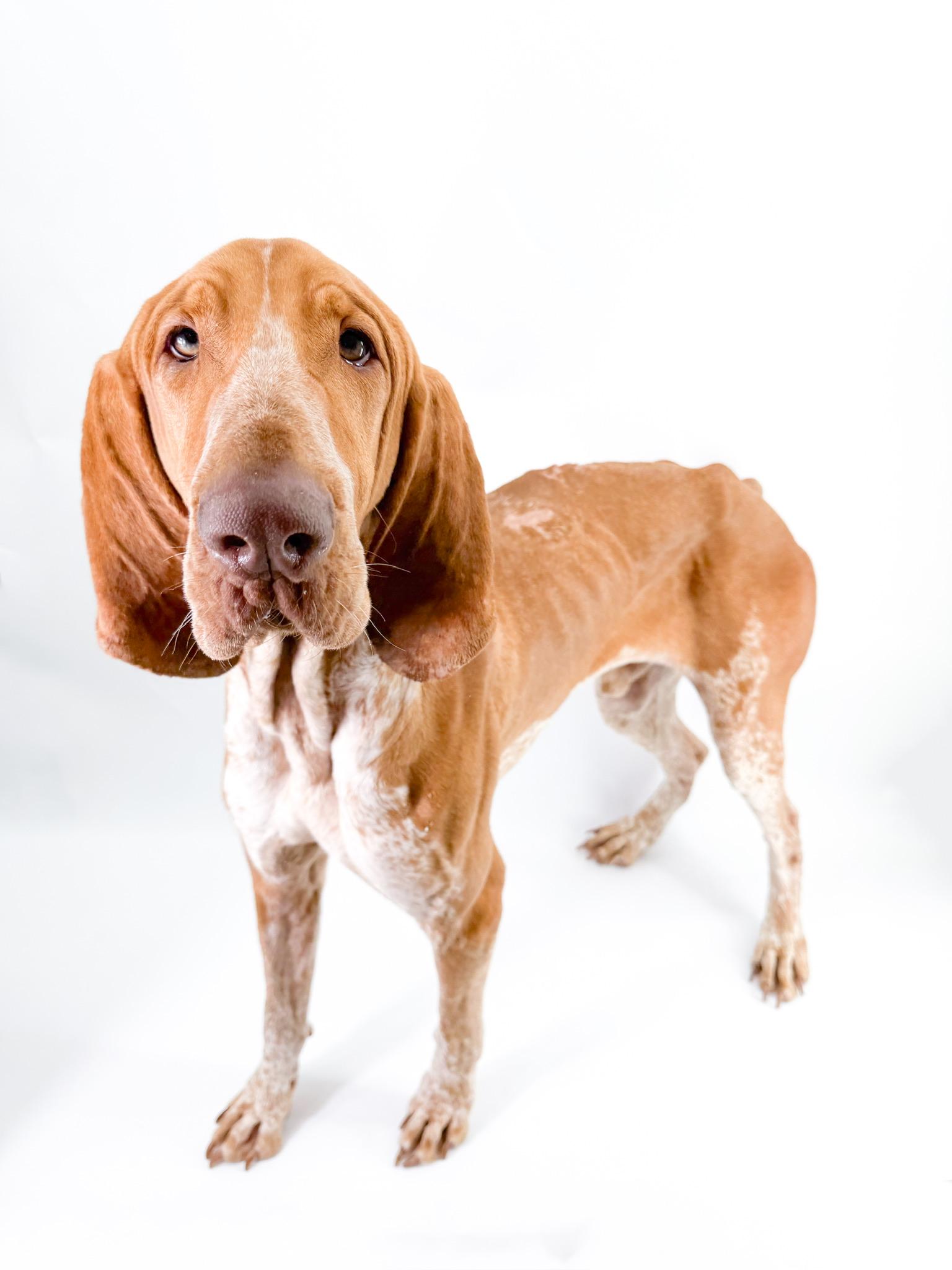 Enlarge Cicero, a ADOPTABLE Bracco Italiano in Scottsdale, AZ image 4/5
