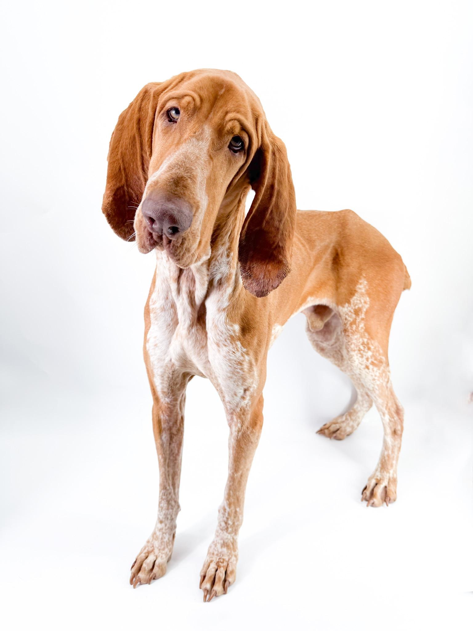 Enlarge Cicero, a ADOPTABLE Bracco Italiano in Scottsdale, AZ image 3/5