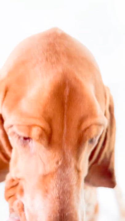 Enlarge Cicero, a ADOPTABLE Bracco Italiano in Scottsdale, AZ video 5/5