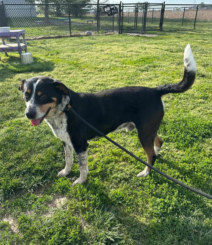 Marcus, a Adopted Hound in Evansville, IN image 1/3
