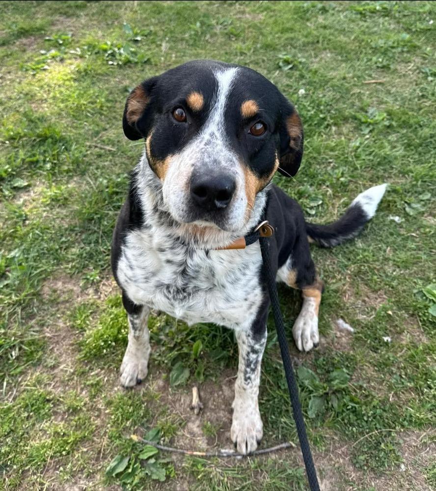 Marcus, a Adopted Hound in Evansville, IN image 2/3