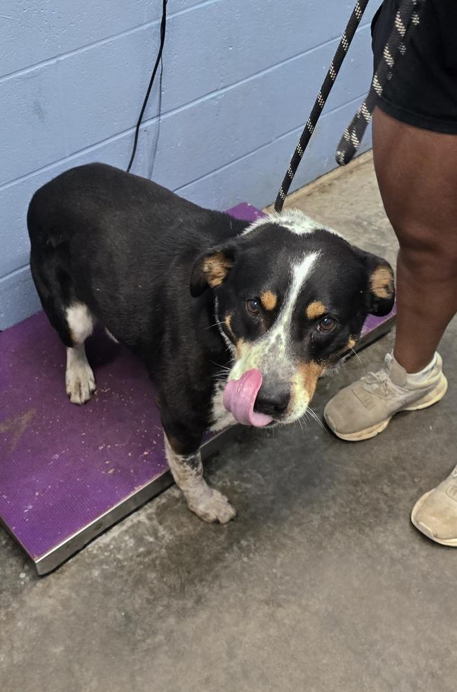 Marcus, a Adopted Hound in Evansville, IN image 3/3