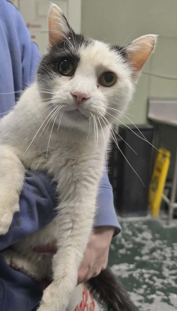 Enlarge Whiz, a Adoptable mixed breed in Hillsdale, IN image 1/1