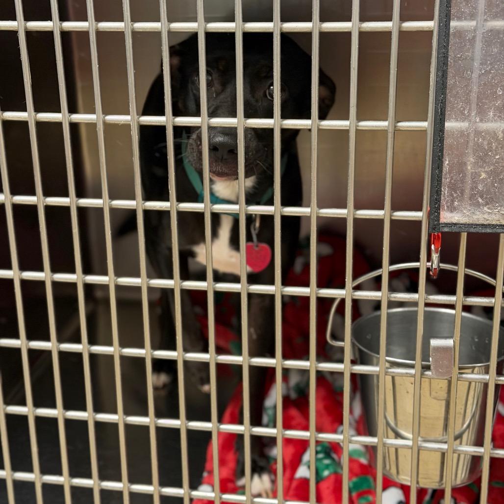 Enlarge Princessa, a Adoptable mixed breed in Fort Smith, AR image 1/1