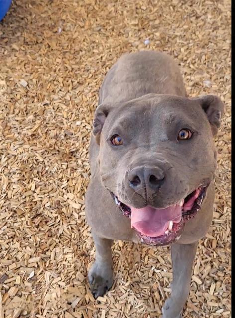 SQUISH, Adoptable, Adult Female Staffordshire Bull Terrier & Mixed Breed.