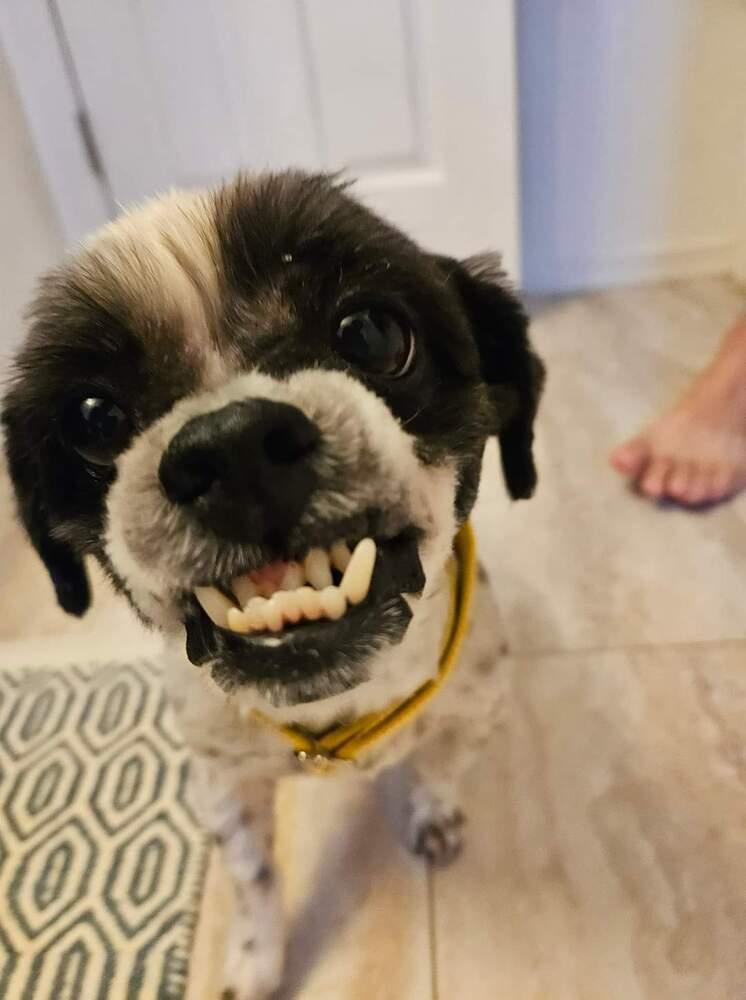 Daisy, a Adoptable mixed breed in Wausau, WI image 2/4