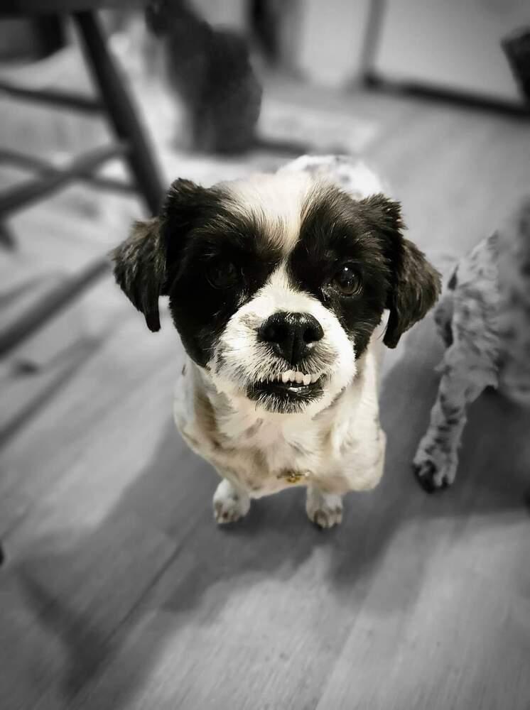 Daisy, a Adoptable mixed breed in Wausau, WI image 4/4