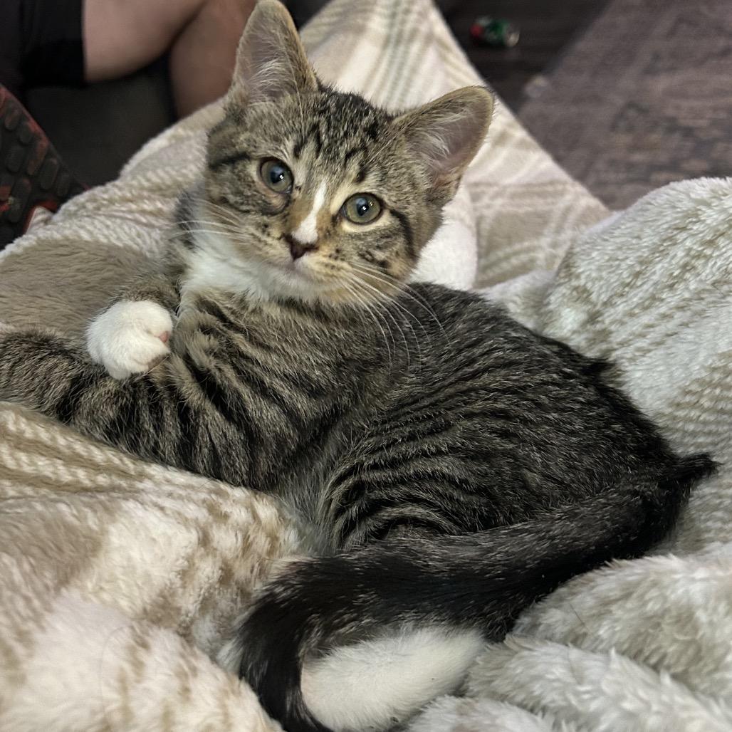 Tinsel, a Adoptable Domestic Short Hair in St. Peters, MO image 1/2