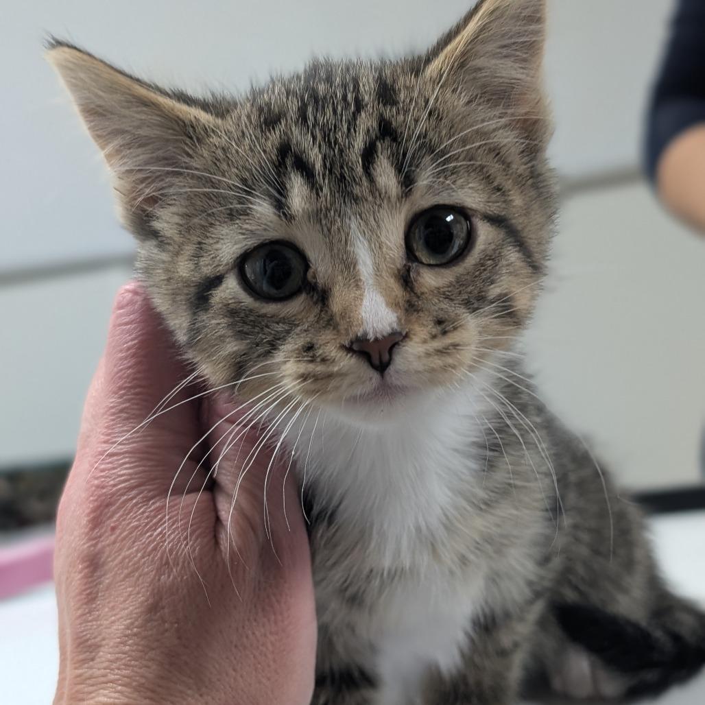 Tinsel, a Adoptable Domestic Short Hair in St. Peters, MO image 2/2