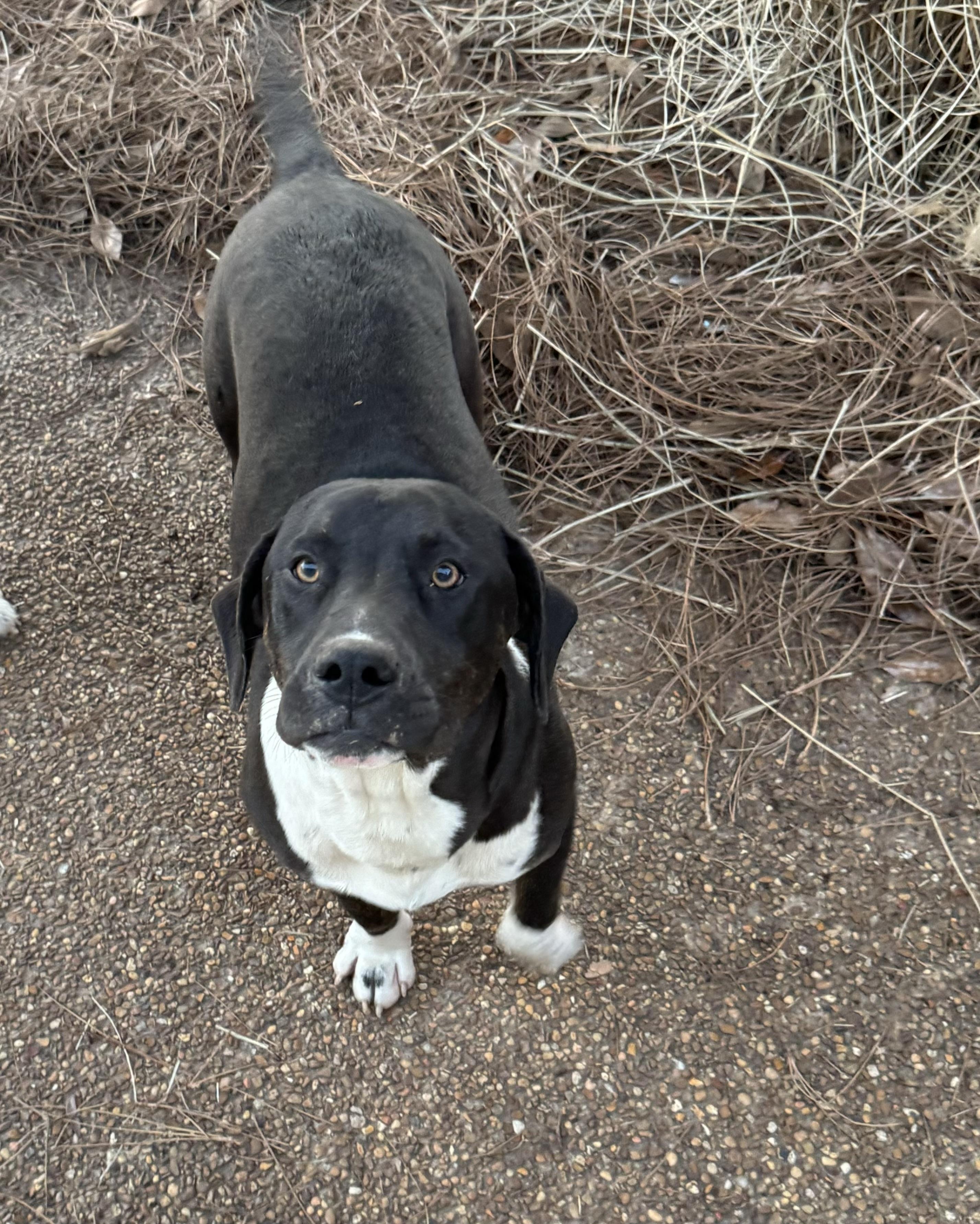 Enlarge Lopez, a Adoptable mixed breed in Holly Springs, MS image 3/6