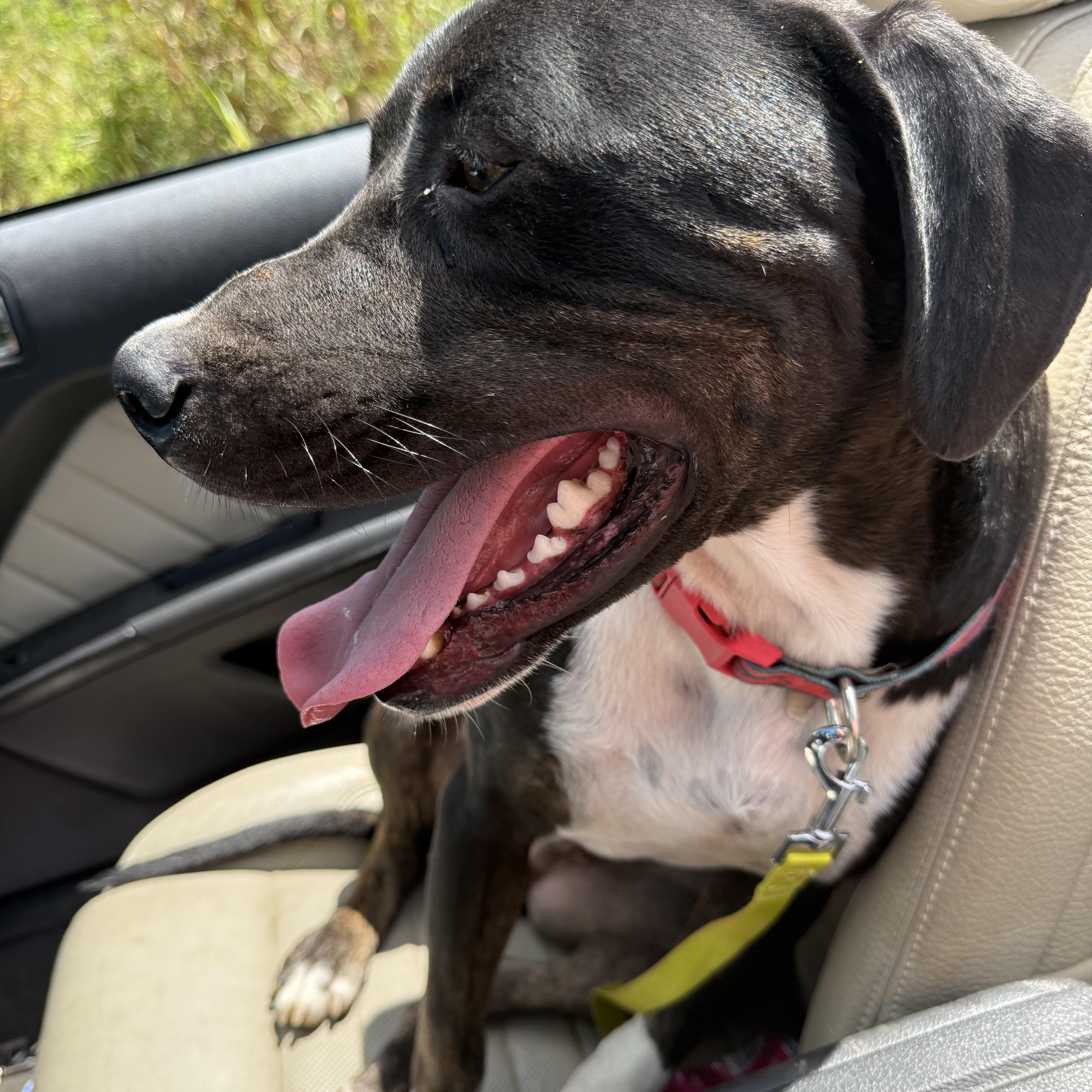 Enlarge Lopez, a Adoptable mixed breed in Holly Springs, MS image 2/6