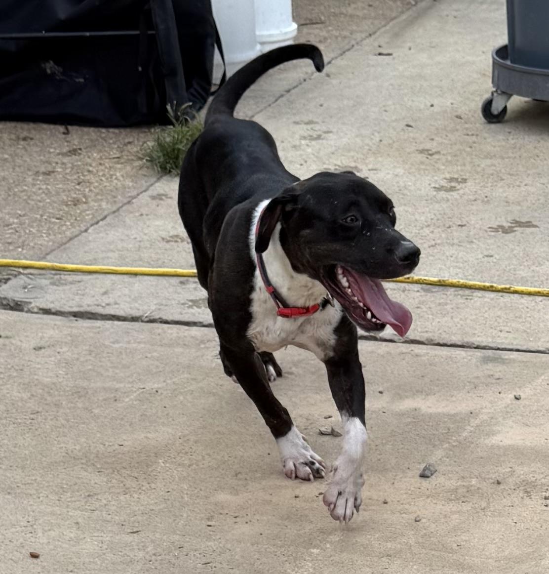 Enlarge Lopez, a Adoptable mixed breed in Holly Springs, MS image 4/6