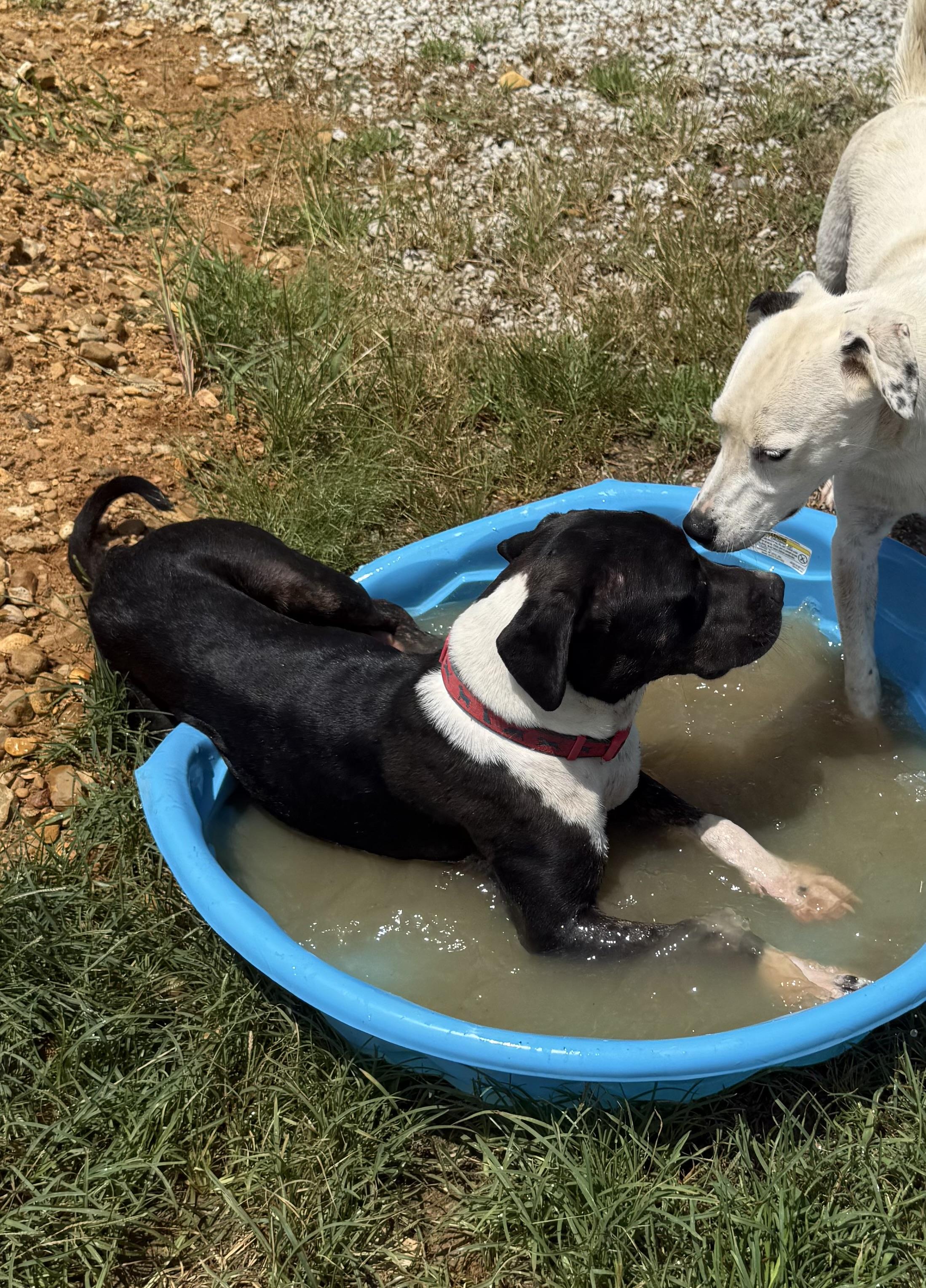 Enlarge Lopez, a Adoptable mixed breed in Holly Springs, MS image 5/6