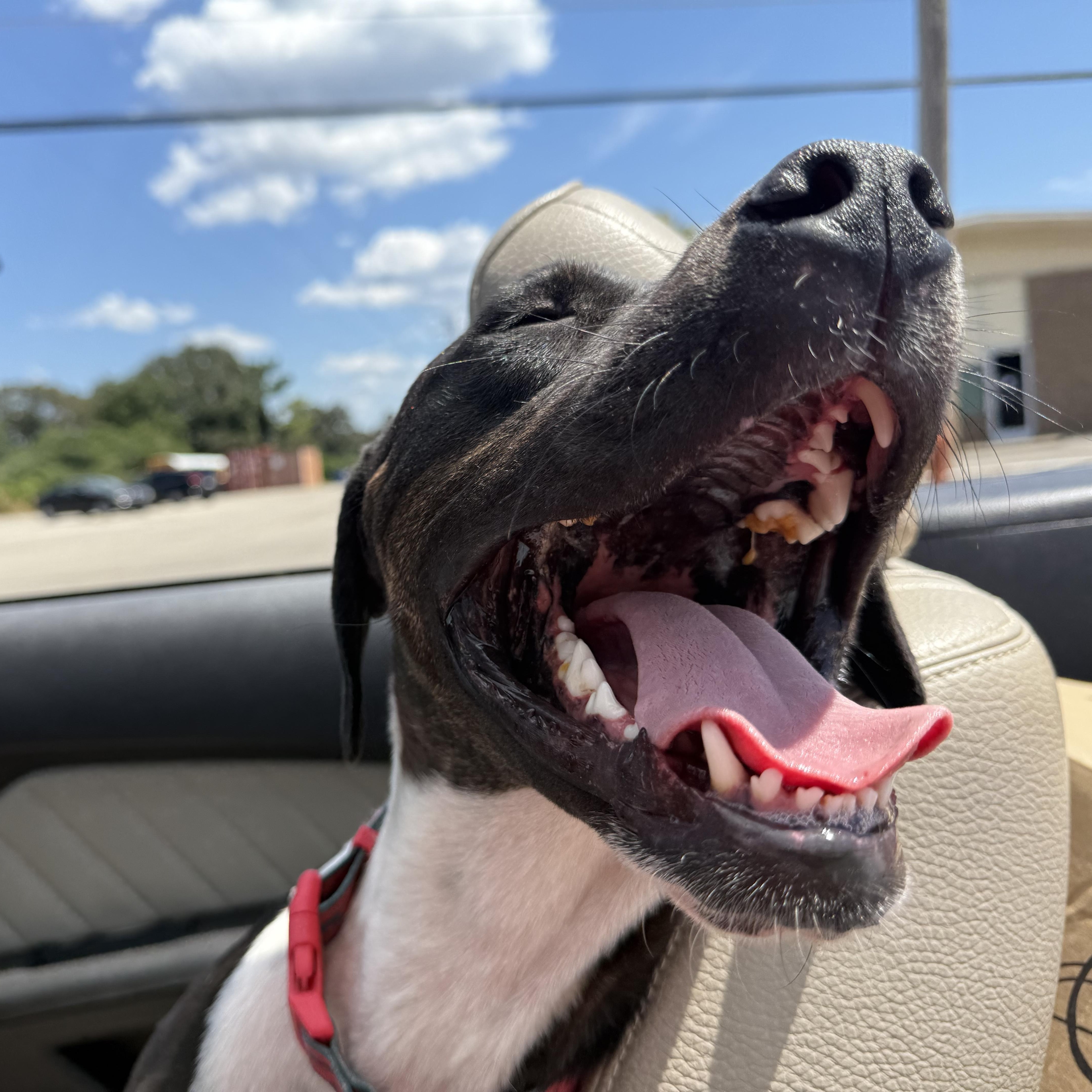 Enlarge Lopez, a Adoptable mixed breed in Holly Springs, MS image 6/6