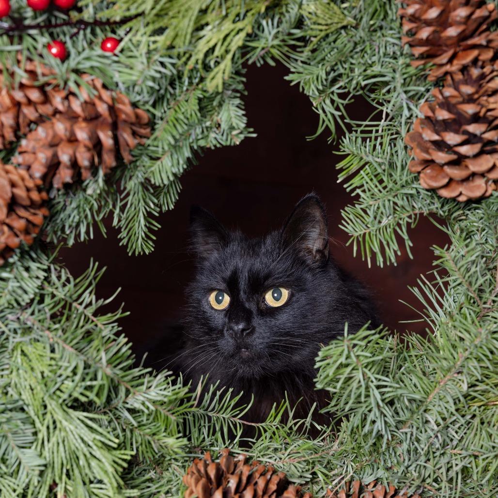 Kitty, Adoptable, Adult Male Domestic Medium Hair.