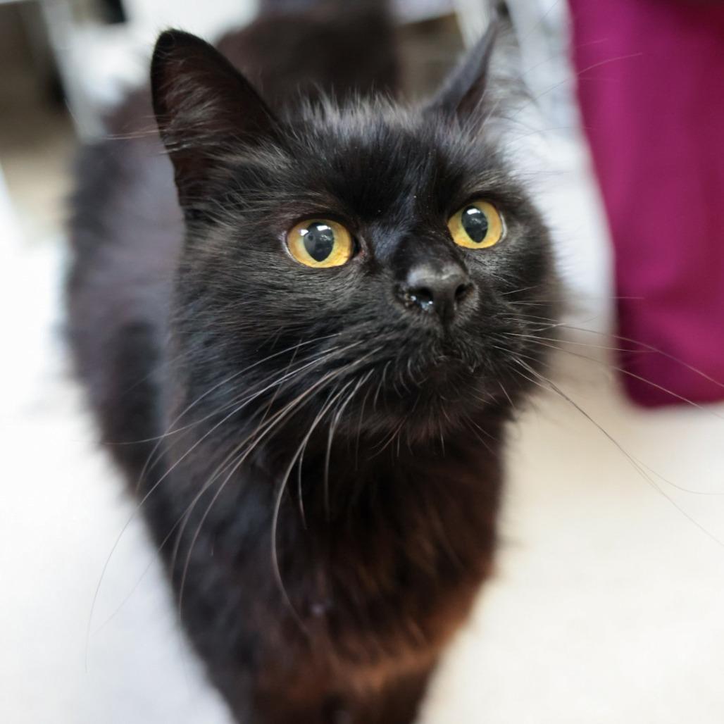 Kitty, Adoptable, Adult Male Domestic Medium Hair.