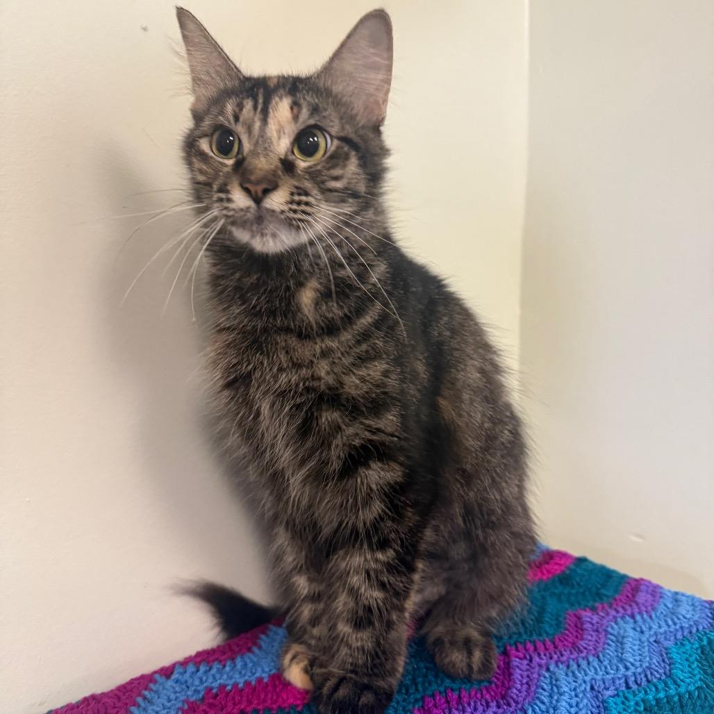 Dinah, Adoptable, Adult Female Domestic Medium Hair.