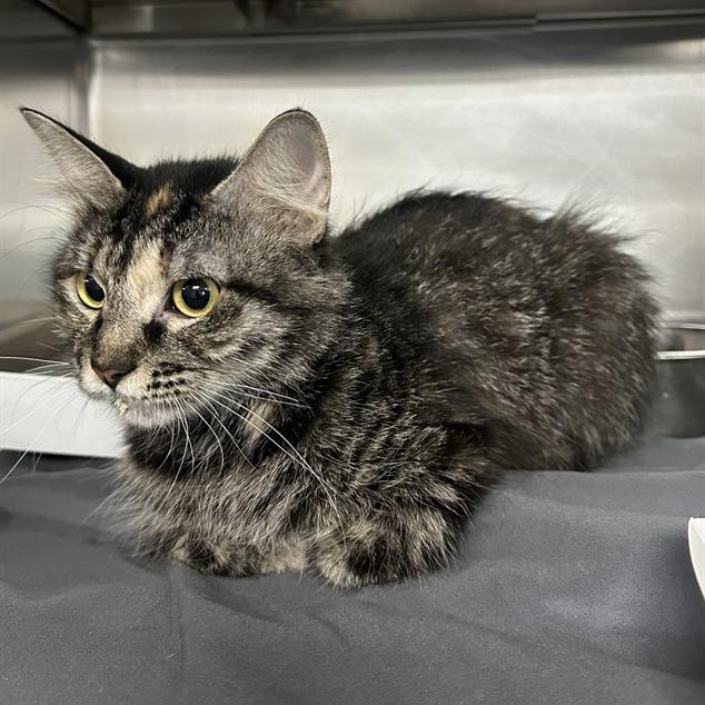 Enlarge Dinah, a Adoptable Domestic Medium Hair in Houston, TX image 2/6