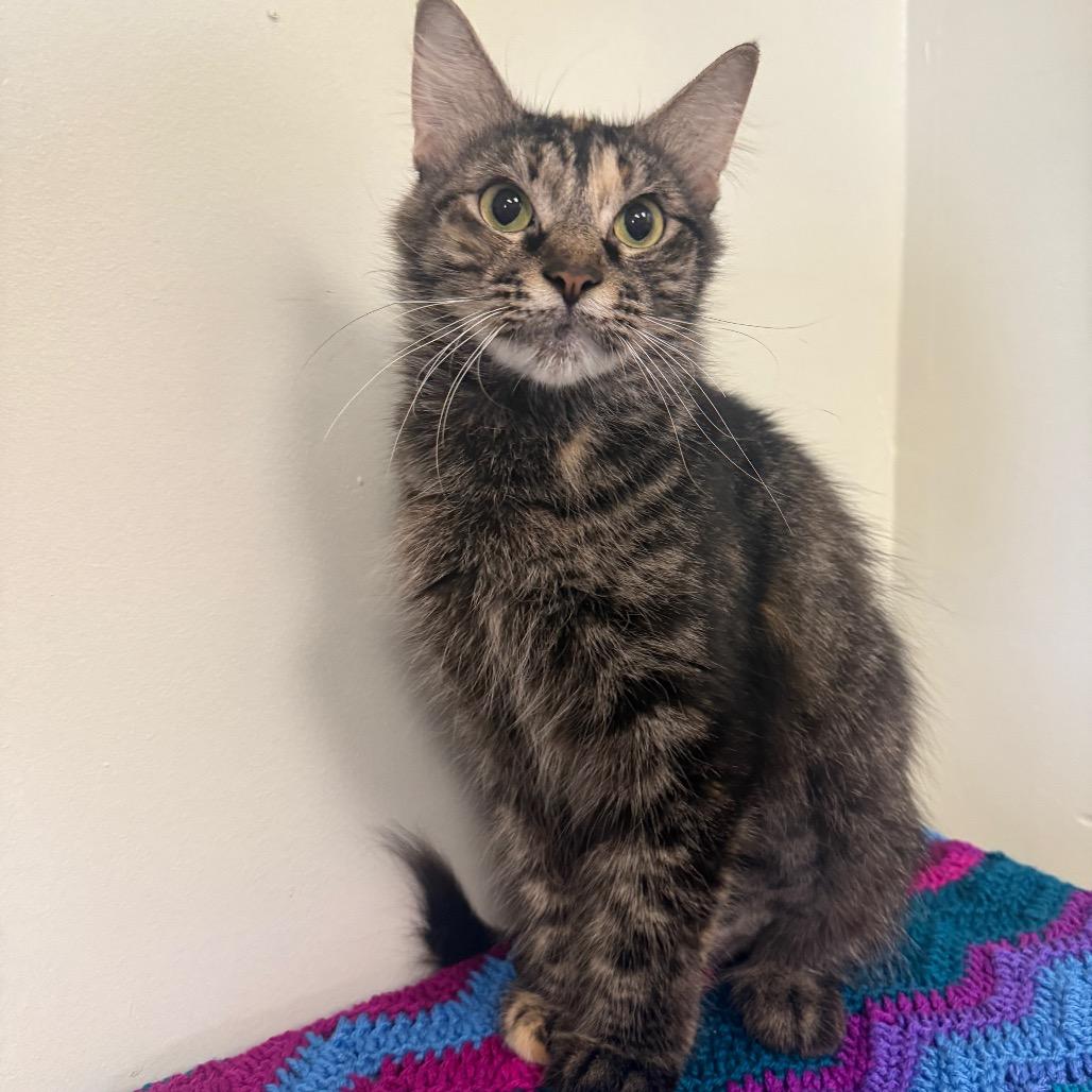 Enlarge Dinah, a Adoptable Domestic Medium Hair in Houston, TX image 3/6