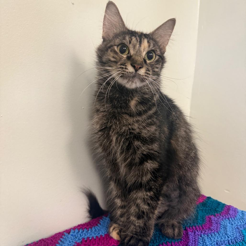 Enlarge Dinah, a Adoptable Domestic Medium Hair in Houston, TX image 4/6